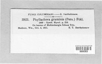 Phyllachora graminis image